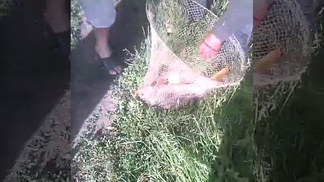 Сазан летом на кукурузу смотреть онлайн