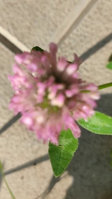 розовый клевер смотреть онлайн