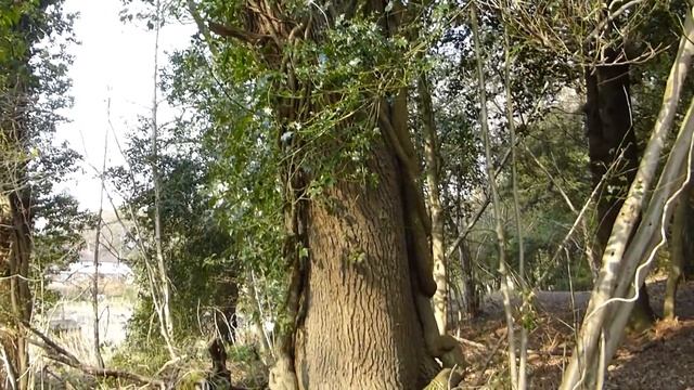 Common ivy - Hedera helix - Bergflétta - Vafningsviður - Eiturjurt - Villiplanta смотреть онлайн