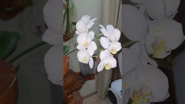 Любовь длиною в жизнь!