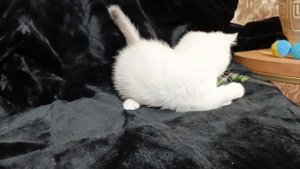 Шотландские белые котята
