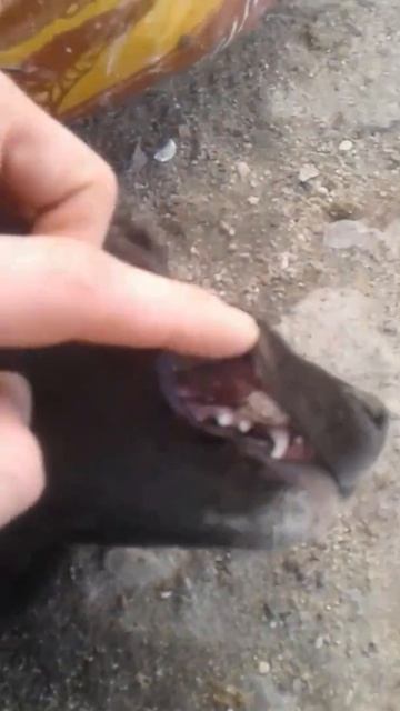 Опухоль у собаки смотреть онлайн