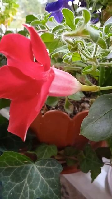 Красивый балконный цветок, Beautiful balcony flower