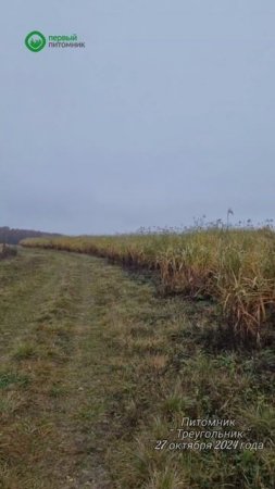 Осень в питомнике треугольник