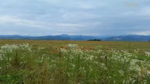 Звуки природы. Шум ветра, сверчков и шелест травы. Релакс