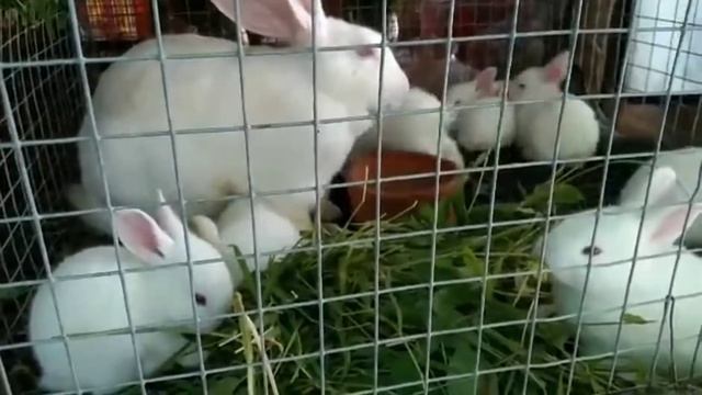 Bunnies/ KNC song/ Kami'y Bata pa/ Brothers Rabbitan смотреть онлайн