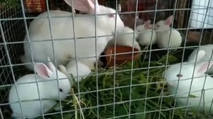 Bunnies/ KNC song/ Kami'y Bata pa/ Brothers Rabbitan