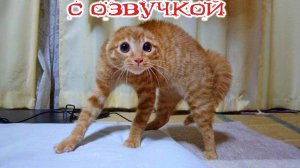 Приколы с котами! С ОЗВУЧКОЙ!!! - Смешные коты! Самые смешные животные!