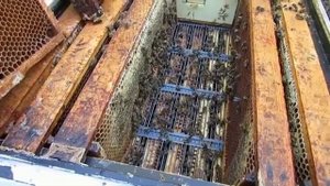 тестирую проволочные разделительные решетки от фирмы BienenHaus , для ограничения яйцекладки матки