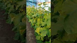 Выращивание огурцов в теплице!