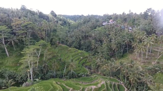 Bali Tegalalang Rice Terrace near Ubud смотреть онлайн