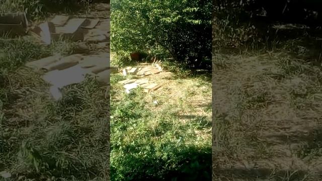 Осторожно ОСЫ!!! Как избавиться от осинника!