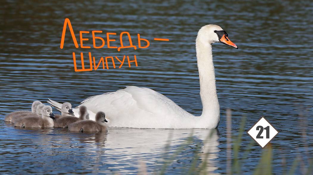 21_Лебедь-шипун смотреть онлайн