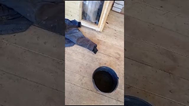 ДРАКА СОБАК НА ПРОГУЛКЕ!
