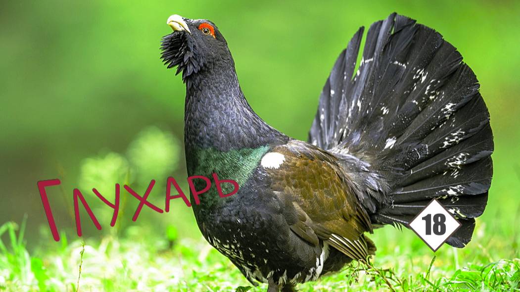 18_Глухарь смотреть онлайн