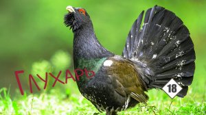 18_Глухарь