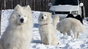 Соревнования - Комсомольск-на-Амуре  2025, Легенда Амура