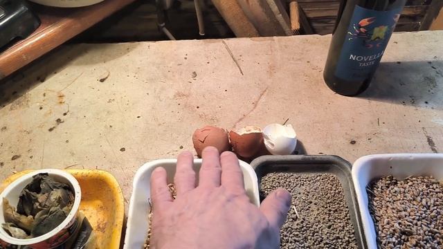 Как я избавляюсь от грызунов (крыс и мышей) в курятнике смотреть онлайн