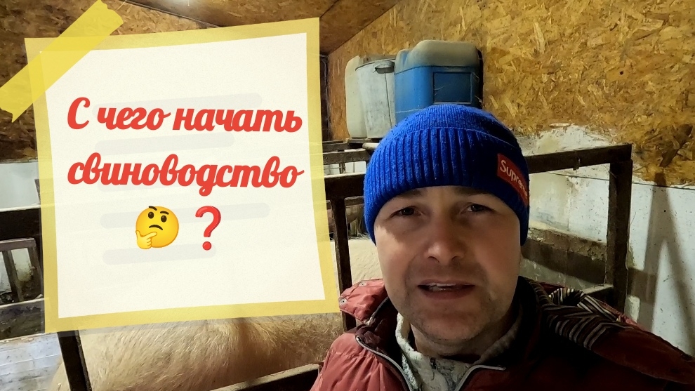 С ЧЕГО НАЧАТЬ СВИНОВОДСТВО❓🤔 РАЗБЕРЁМ ВСЁ ПО ПОЛОЧКАМ 😉 смотреть онлайн