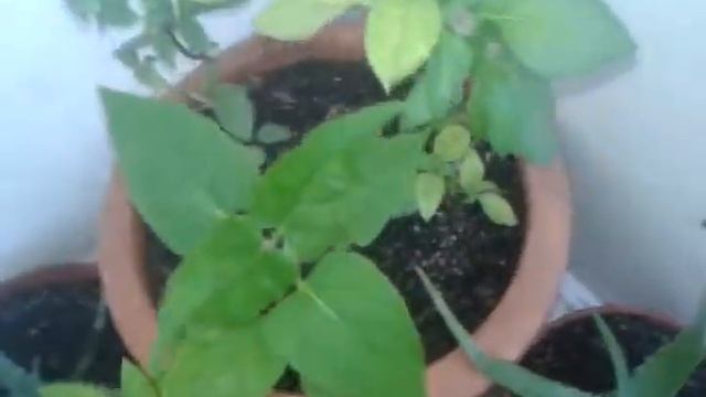 Bitki Koleksiyonu|Koleksiyon Videoları|Tatlış TV смотреть онлайн