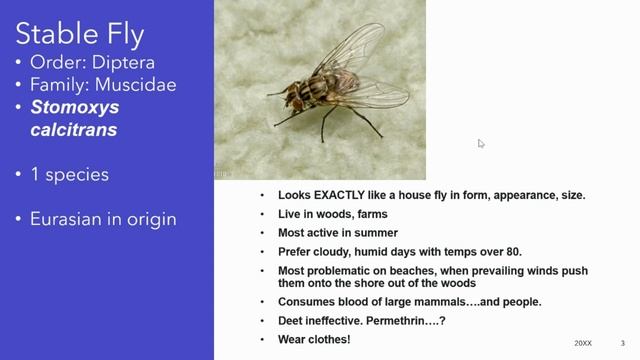 Black Flies vs Stable Flies смотреть онлайн