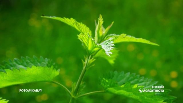 Rastvor od koprive - prirodni preparat za zaštitu bilja смотреть онлайн