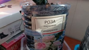 Что случилось на балконе с моими посадками? Обзор. Роза Синдирелла и Минерва. Февраль