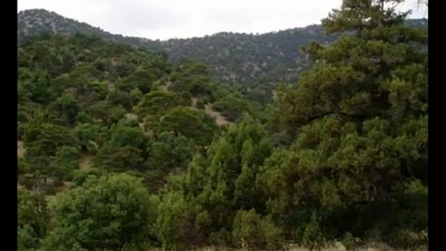 Орнитотерапия Лечение пением птиц Пение горихвостки