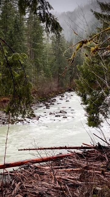 Peeking out from the trees смотреть онлайн