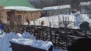 ездил на болота подготовил места для весенней охоты