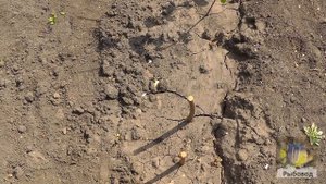 Саженцы фундука ! Hazelnut seedlings