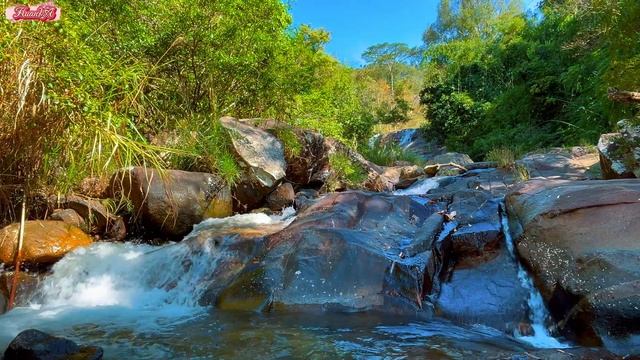 Gentle relaxing music with the sound of a flowing stream 🍁 the sound of birds chirping смотреть онлайн