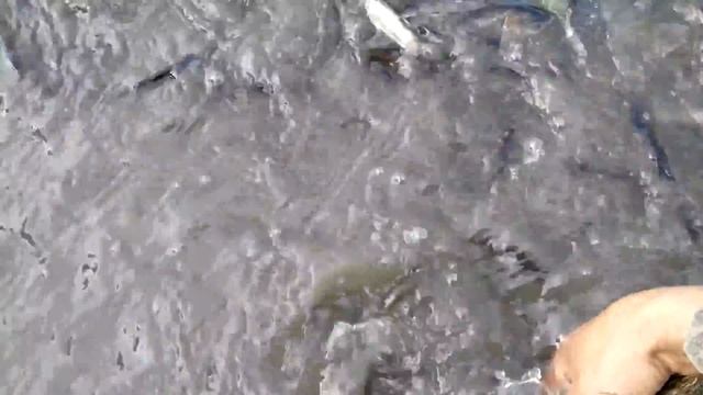 Отлов сеголетки(малька) смотреть онлайн