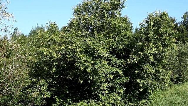 Болотная камышевка смотреть онлайн