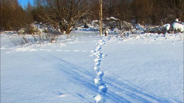 💮 Зимняя новелла Закатовской природы!💫💖🌲⚪🔵🌲⚪🔵🌞🟠💖 смотреть онлайн