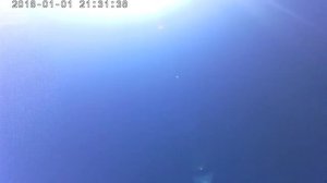 Разгон молодых, Андижанские голуби Короткина Максима, узбекские голуби