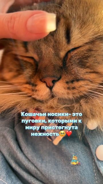 Самый любимый носик!❤️ #котики #милота #милыекотики