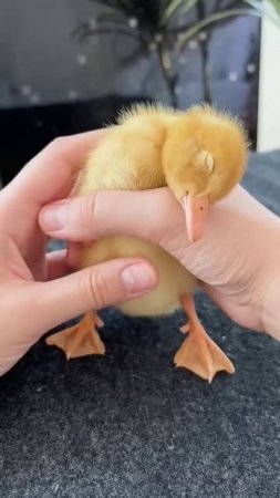 patitos kawaii #duck #ducks #duck #pato #patitos #bebe #baby #pet #mascota #ganso #dog #perro #cat