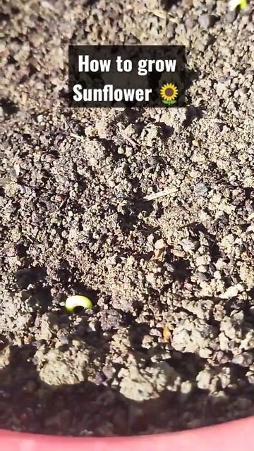 How to grow Sunflower in pot  at home.. sunflower grow from seeds.. #plantcare #gardening #shorts