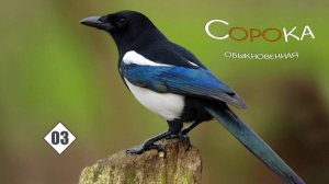 03_Сорока обыкновенная