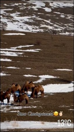 Верблюды🐫 в Ставрополе