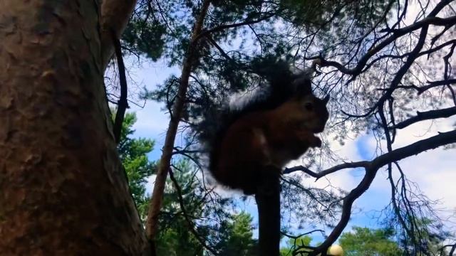 Повстречал в лесу белку; невозмутимую, деловую, чёткую... смотреть онлайн
