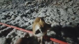 ЛИСА ПРИШЛА К ВАХТОВИКАМ погреться В лютые крещенские морозы  Дальний восток Кавказ Псебай