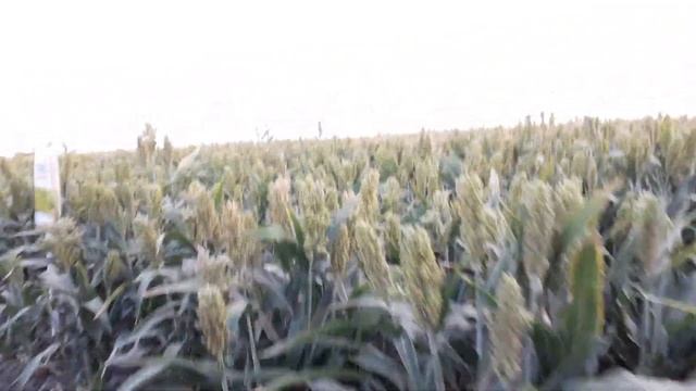 SOS Шукаємо кращий гібрид сорго EURALIS смотреть онлайн