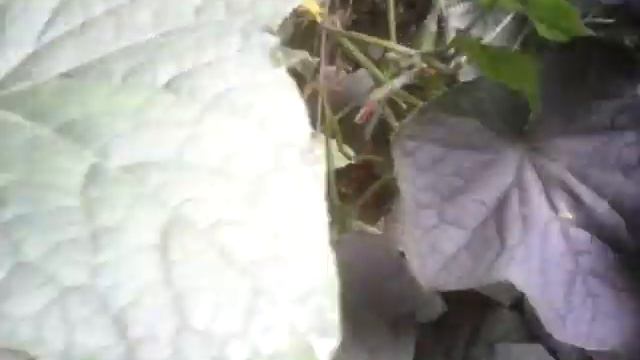 Овощи Бурятии.с.Удинск. Машанов И , Буторин С. смотреть онлайн