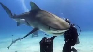 Дайвинг с акулами