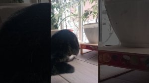 8 ворот.Первые ворота ПЕН.Отражение.