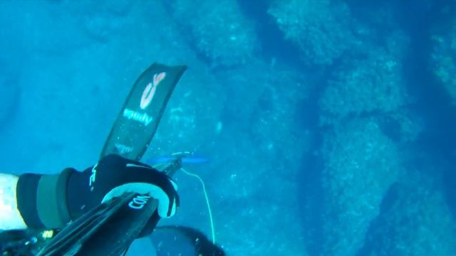 14 07 2015 epinephelus marginatus manos kandilakis