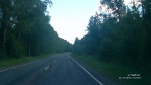 Семья медведей в Карелии