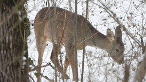 Косули в заснеженном лесу